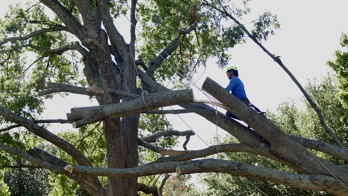 Professional Crown Thinning performed by certified arborists in Artesian